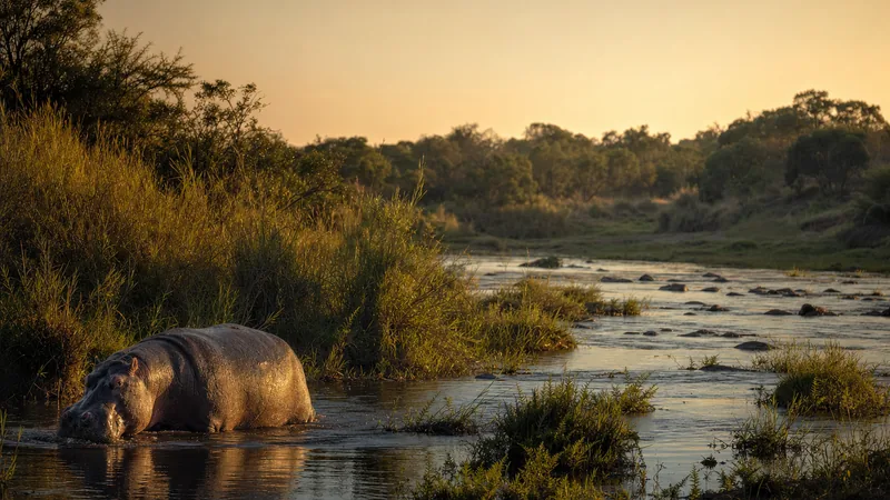 Preview image for LIVE African River Wildlife - Kenya Hippo & Crocodile Cam - MPALA | explore.org