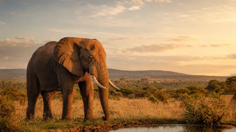 Preview image for LIVE African Safari - Kenya Wildlife - MPALA | explore.org