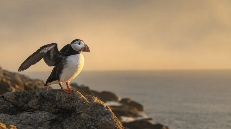 Preview image for LIVE Puffin Boulder Berm - Seal Island, Maine | explore.org