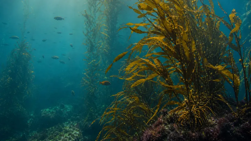 Preview image for Monterey Kelp Forest Cam