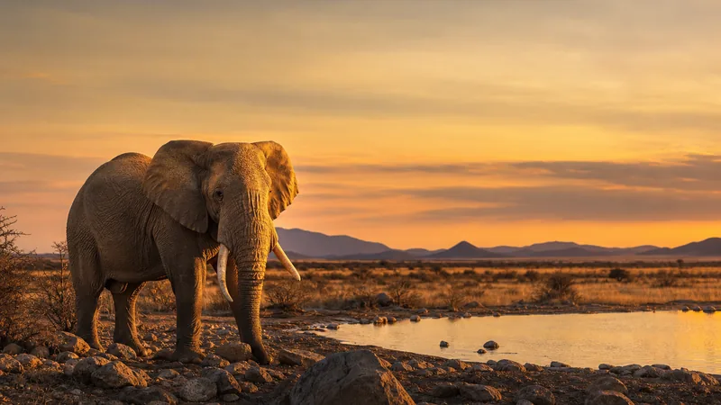 Preview image for Namibia: Live stream in the Namib Desert