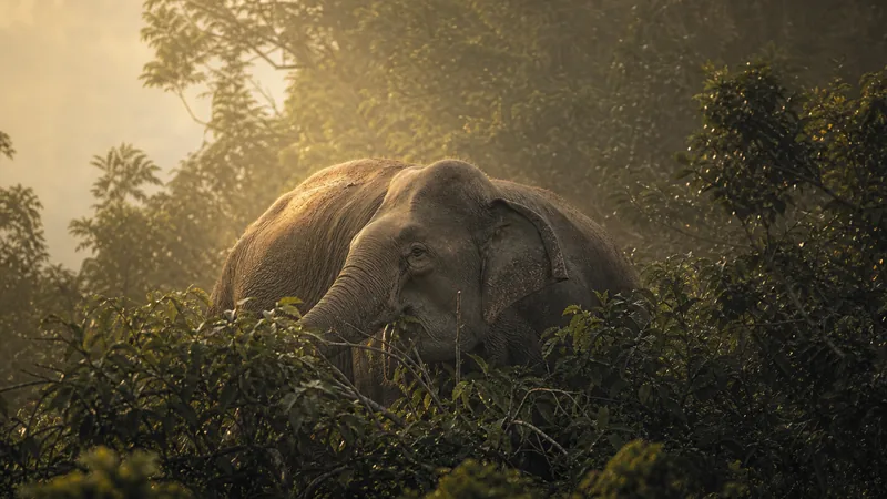 Preview image for Smithsonian Elephant Cam