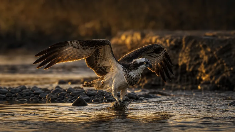 Preview image for LIVE Audubon Boat House Osprey Nest | explore.org