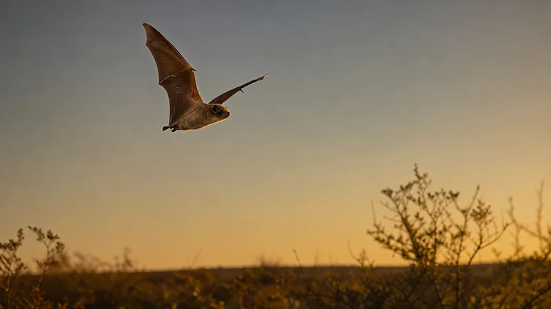 Preview image for LIVE Bat Cam: Bracken Cave Flyout - World's Largest Colony | explore.org