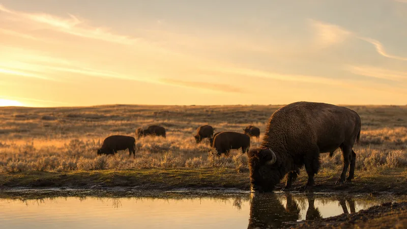 Preview image for LIVE Bison Cam: Watering Hole – Grasslands National Park | explore.org