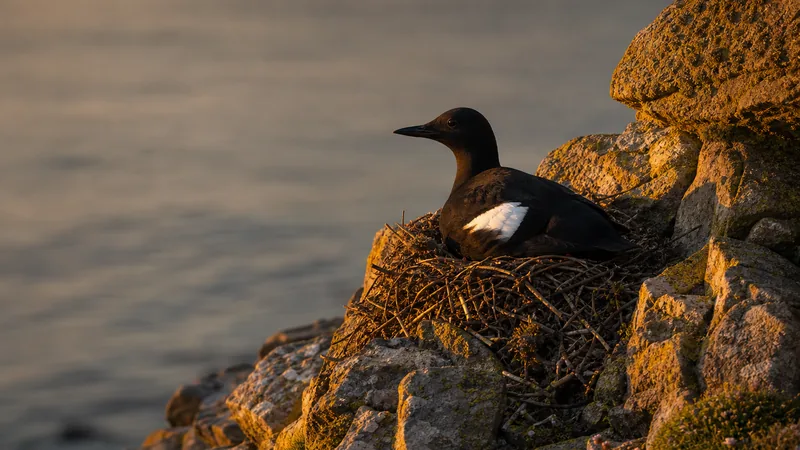Preview image for LIVE Black Guillemot Nest Cam: Seal Island, Maine - Audubon Seabird Institute | explore.org