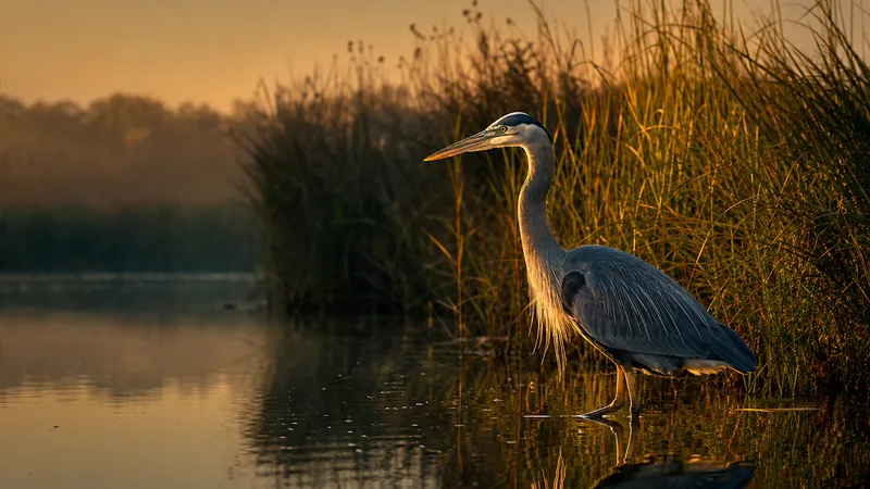 Preview image for LIVE Great Blue Heron Nest - Chesapeake Bay Rookery | explore.org