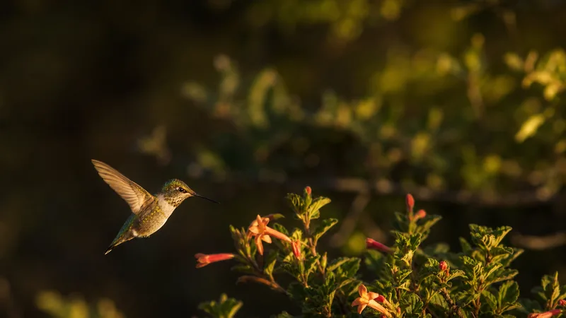 Preview image for Live Hummingbird Feeder Cam, Bird Feeder, Simi Valley, California