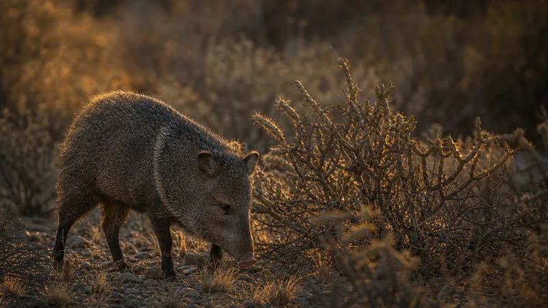 Preview image for LIVE Javelinas & Arizona Wildlife Cam: Ash Canyon Bird Sanctuary Back Porch | explore.org