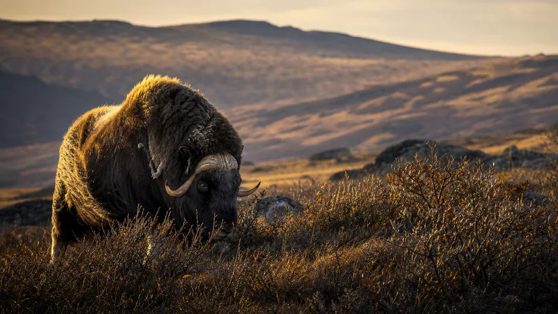 Preview image for LIVE Muskox Cam: UAF Large Animal Research Station – Alaska | explore.org