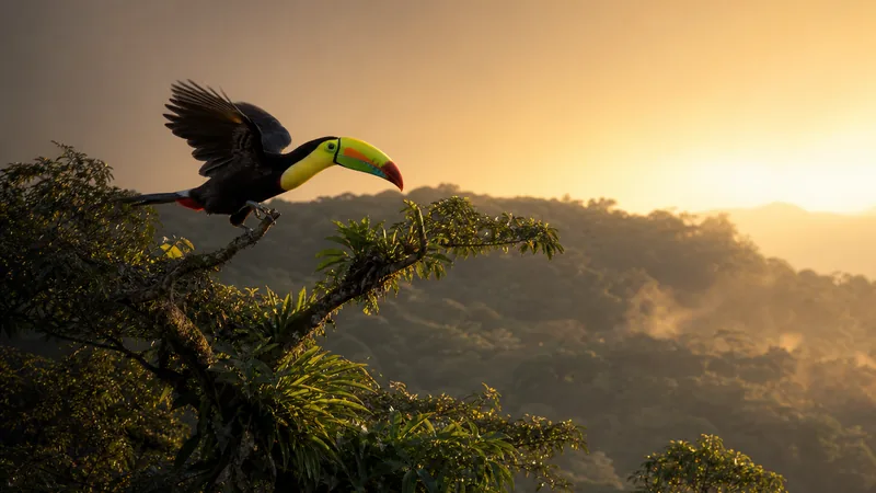 Preview image for LIVE Toucan TV: Rescued Toucans in Costa Rica - Toucan Rescue Ranch | explore.org