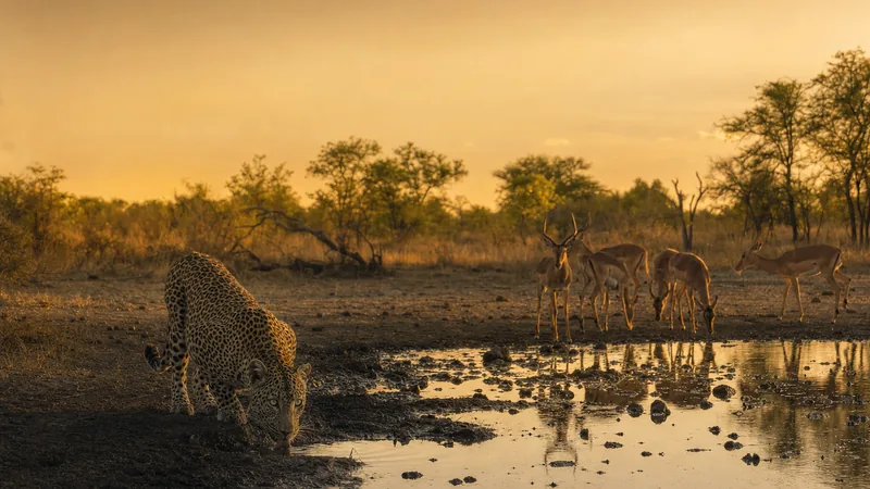 Preview image for Idube Waterhole (legacy)
