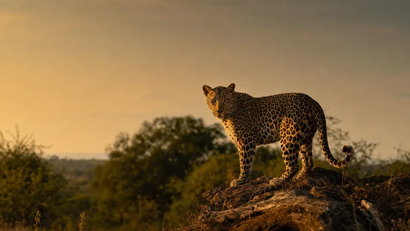 Preview image for Naledi Cat-EYE Cam