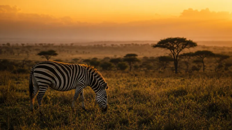 Preview image for Serengeti Explorer Cam
