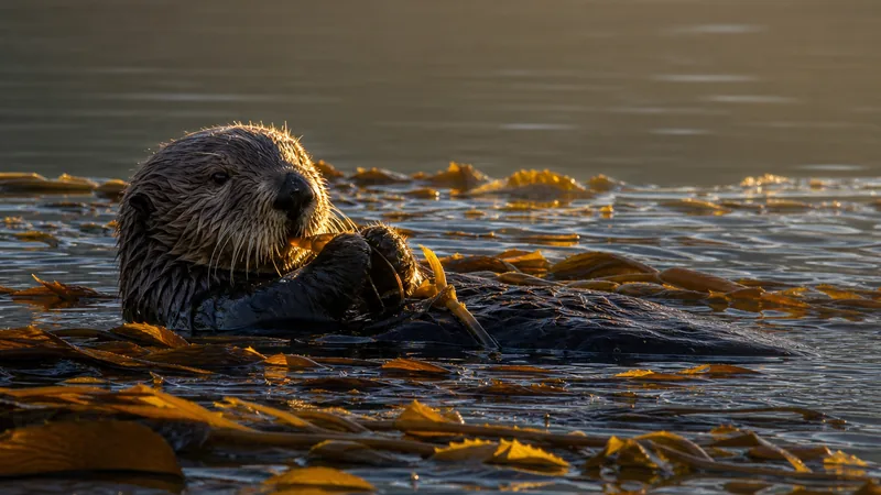 Preview image for Aquarium of the Pacific Sea Otter Cam