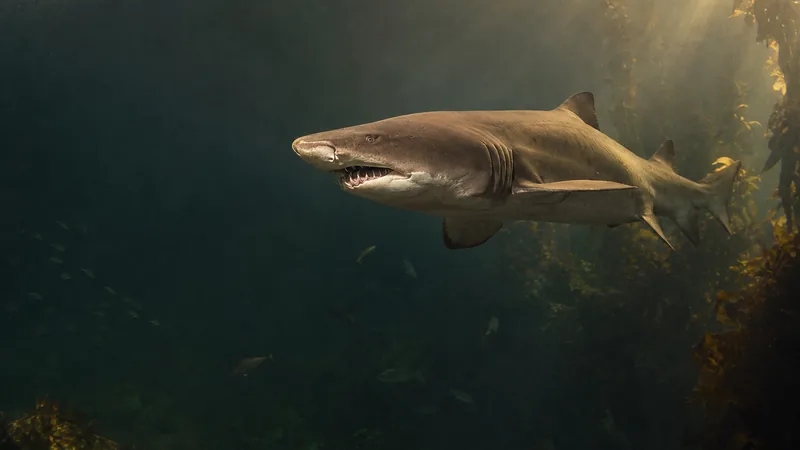 Preview image for Shark Lagoon Cam