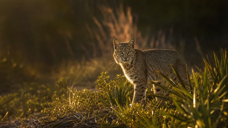 Preview image for Bobcat Rehab & Release Cam