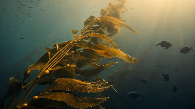 Preview image for Kelp Cam