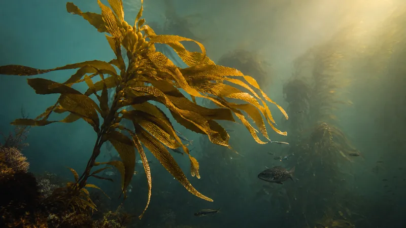 Preview image for Anacapa Island Kelp Forest Cam