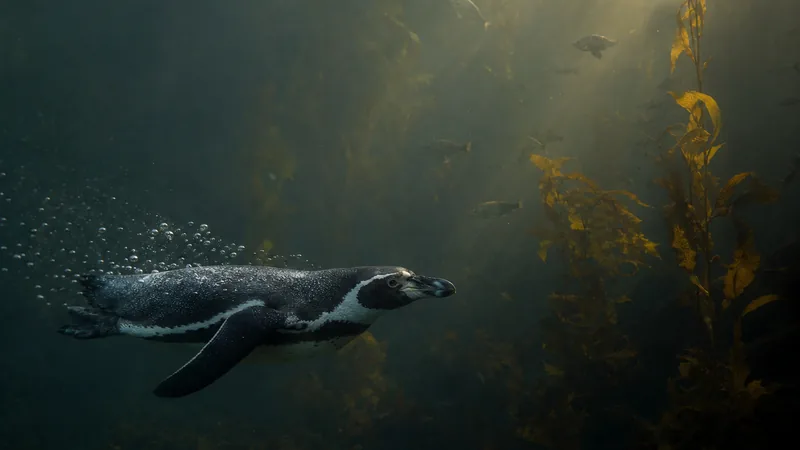 Preview image for Chester Zoo Penguin Cam