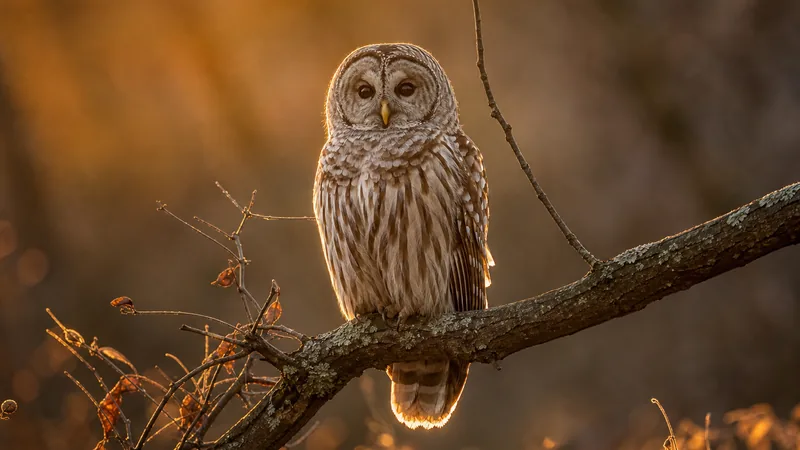 Preview image for WBU Barred Owl Cam