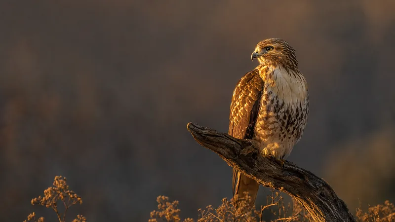 Preview image for Cornell Red-tailed Hawks Live Cam (Big Red & Arthur)