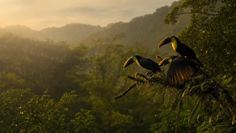 Preview image for Panama Fruit Feeders at Canopy Lodge
