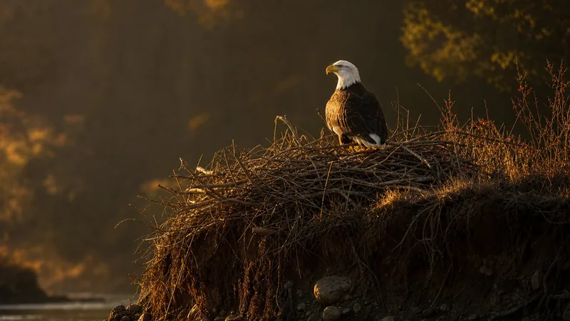 Preview image for Dale Hollow Eagle Cam