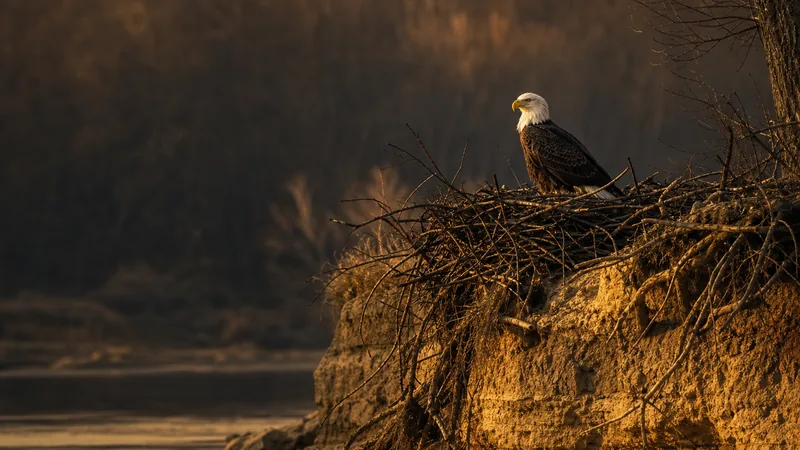 Preview image for Decorah Bald Eagles
