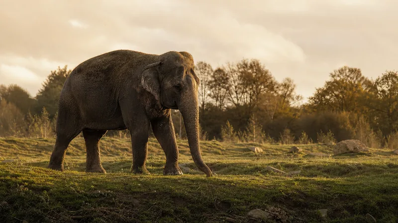 Preview image for Dublin Zoo Elephant Cam