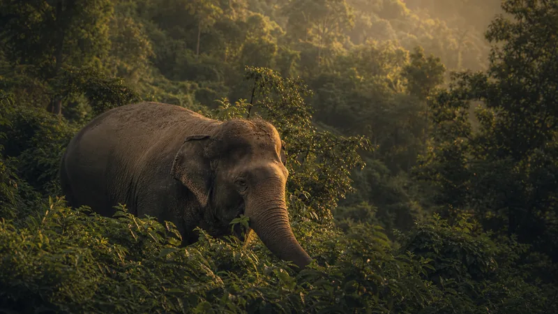 Preview image for The Elephant Sanctuary EleCam