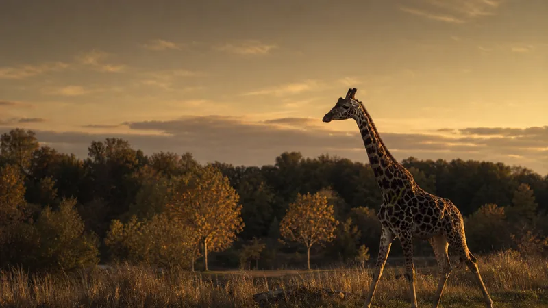 Preview image for Elmwood Park Zoo Giraffe Cam