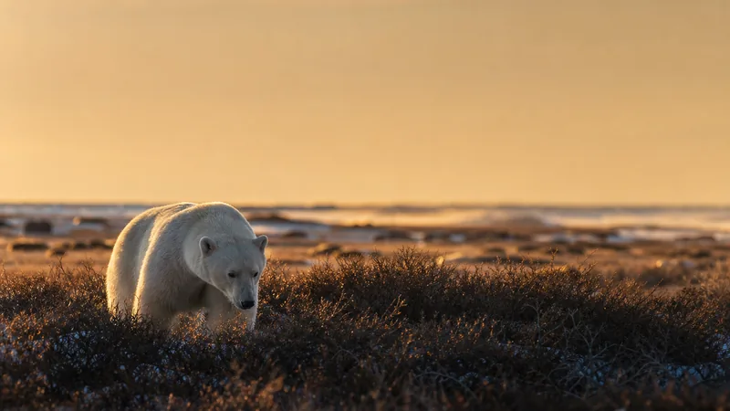 Preview image for Cape Churchill Polar Bear Cam