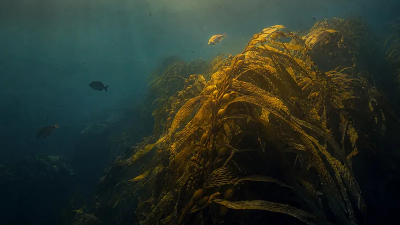 Preview image for Kelp Forest Cam (Anacapa Island)