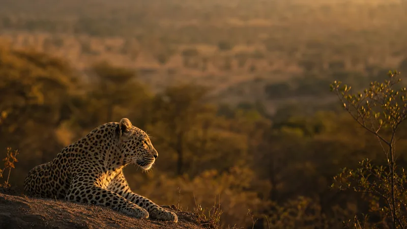 Preview image for Naledi Cat-EYE