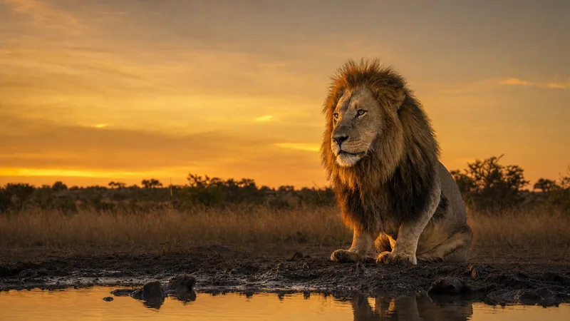 Preview image for Nkorho Bush Lodge