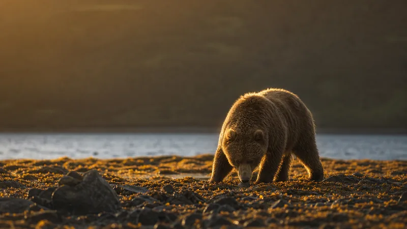 Preview image for River Watch Brown Bear Cam