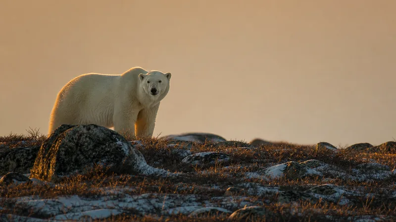 Preview image for Tundra Buggy Polar Bear Cam
