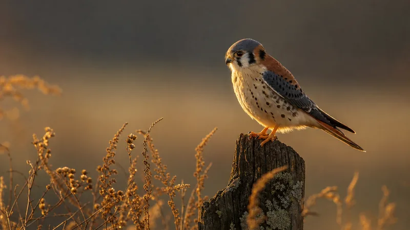 Preview image for Hawk Mountain Kestrel Cam
