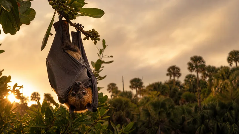 Preview image for Mixed Species Flying Fox Cam
