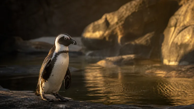 Preview image for Maryland Zoo Penguin Cam