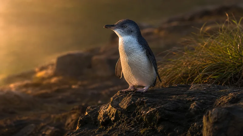 Preview image for Melbourne Zoo Penguin Cam
