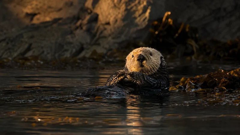 Preview image for Monterey Bay Cam