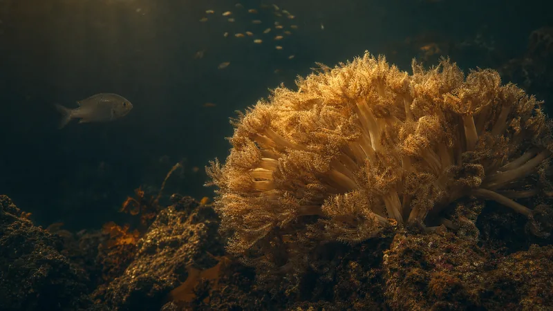 Preview image for Aquarium Cam