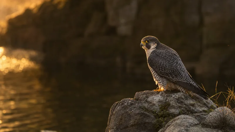 Preview image for National Aviary Peregrine FalconCam