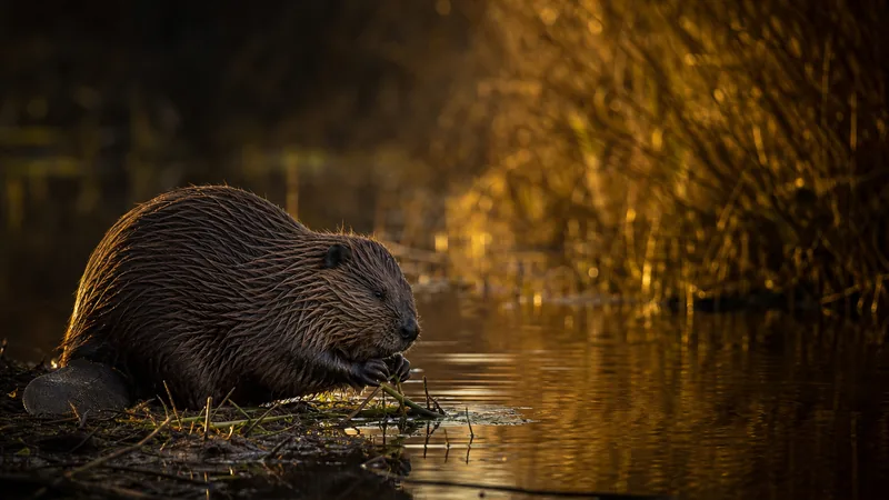 Preview image for Holnicote Beaver Lodge Cam