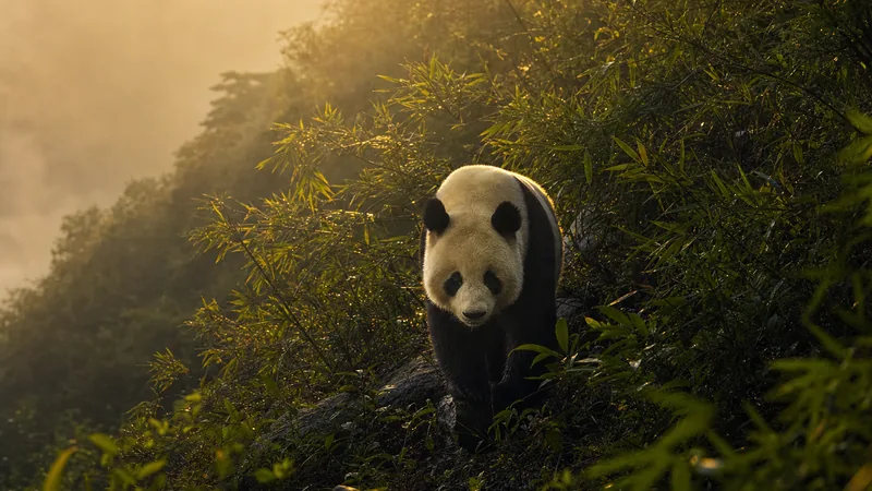 Preview image for Ocean Park Hong Kong Giant Panda Live