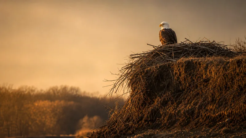 Preview image for PA Farm Country Bald Eagle Cam