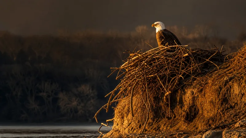 Preview image for Glen Hazel (Hays) Bald Eagle Cam