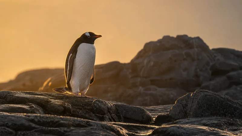 Preview image for Saint Louis Zoo Penguin & Puffin Cam